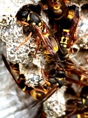 Ropalidia socialistica