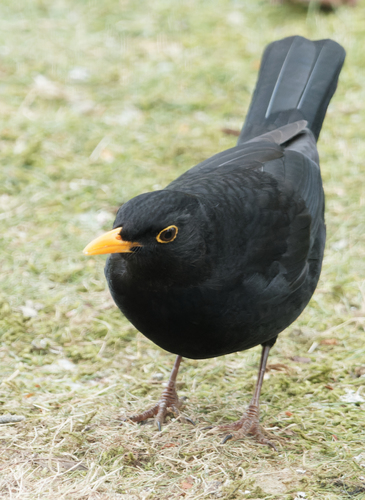 Mirlo común (Turdus merula)
