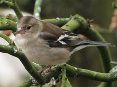 Common Chaffinch photo 4