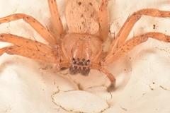 Olios argelasius