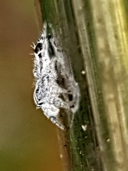 Abracadabrella elegans