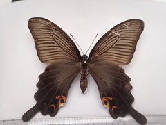 Papilio demetrius
