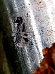 Abracadabrella elegans