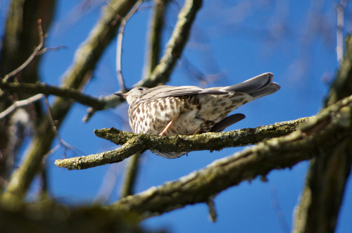 Zorzal charlo (Turdus viscivorus)