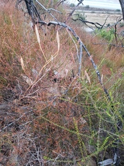 Calochortus plummerae