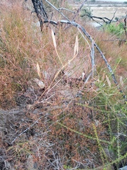 Calochortus plummerae