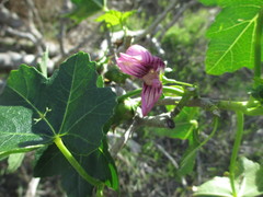 Malva assurgentiflora glabra