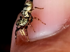 Cosmophasis thalassina