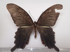 Papilio demetrius