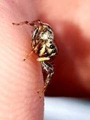 Cosmophasis thalassina