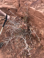 Rhus aromatica simplicifolia