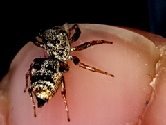 Cosmophasis thalassina