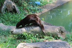 Hydrictis maculicollis