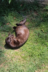 Hydrictis maculicollis