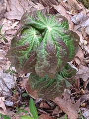 Podophyllum peltatum