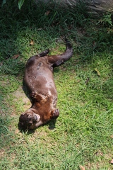 Hydrictis maculicollis