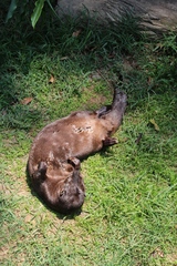 Hydrictis maculicollis