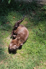 Hydrictis maculicollis