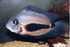 Triangle Cichlid photo 3