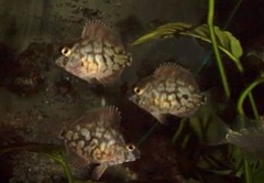 Triangle Cichlid photo 4