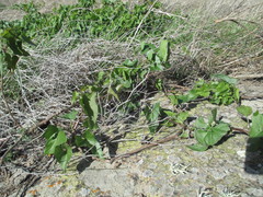 Calystegia macrostegia amplissima