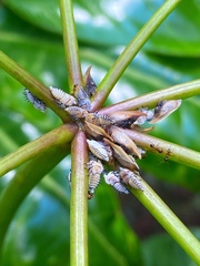 Enchenopa squamigera