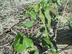 Calystegia macrostegia amplissima