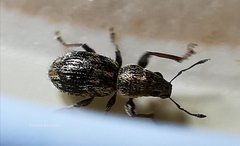 Andrion regensteinense