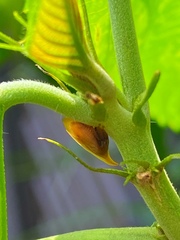 Enchenopa squamigera