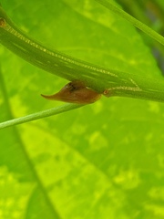 Enchenopa squamigera