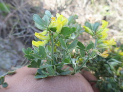 Acmispon dendroideus traskiae