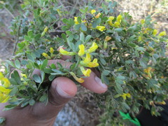 Acmispon dendroideus traskiae