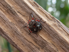 Chinavia erythrocnemis