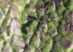 Aphaenogaster senilis