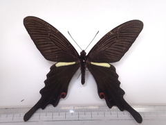 Papilio macilentus