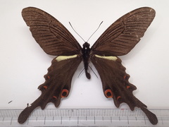 Papilio macilentus