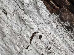 Biscogniauxia atropunctata