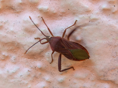 Athaumastus haematicus