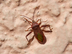 Athaumastus haematicus