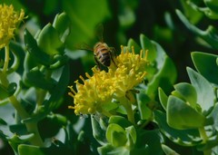 Coulterella capitata