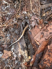 Plethodon cinereus