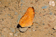Phalanta