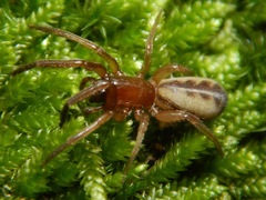 Segestria pacifica