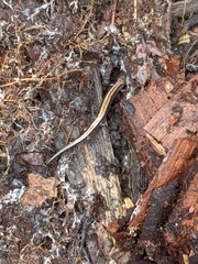 Plethodon cinereus