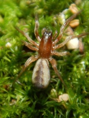 Segestria pacifica