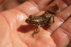Pelophylax saharicus