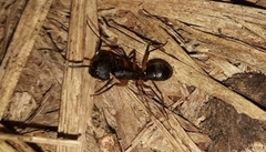 Camponotus