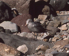 Larus heermanni