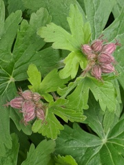 Geranium phaeum