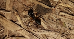 Camponotus